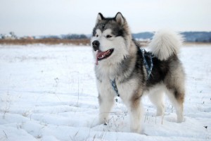 husky malamut