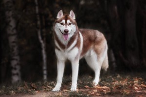 husky